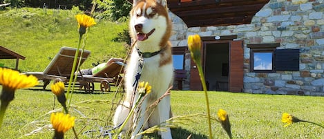 A dog in a grassy area with a stone building in the background.
