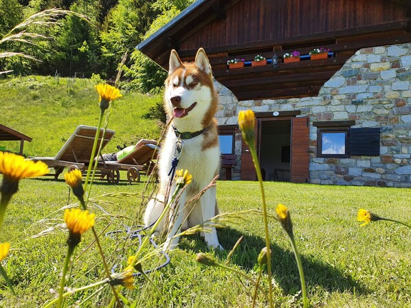 A dog in a grassy area with a stone building in the background.