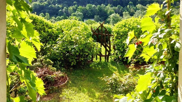 A vineyard with rows of grapevines and a wooden trellis structure.