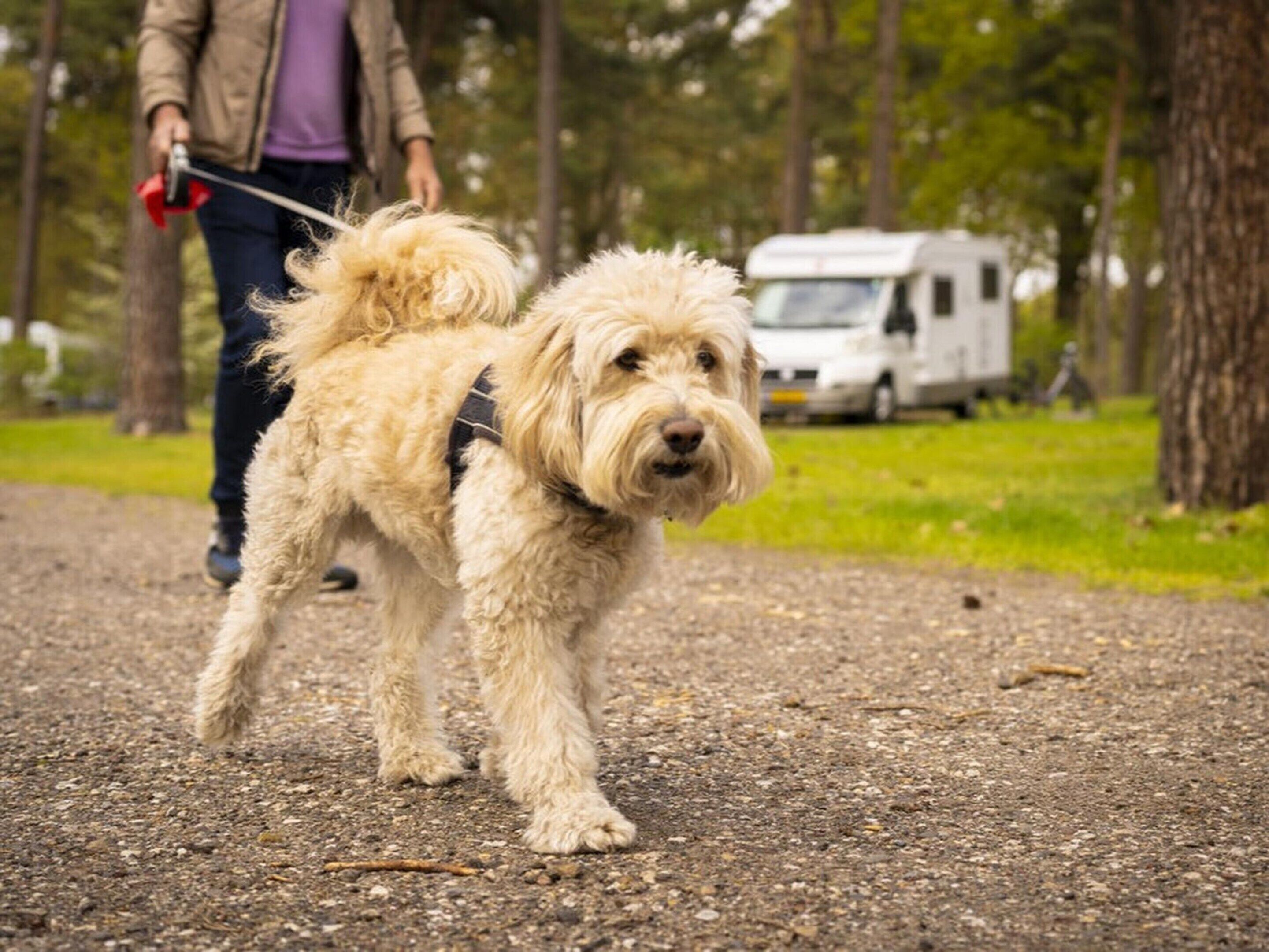 A dog on a leash walking on a gravel path.