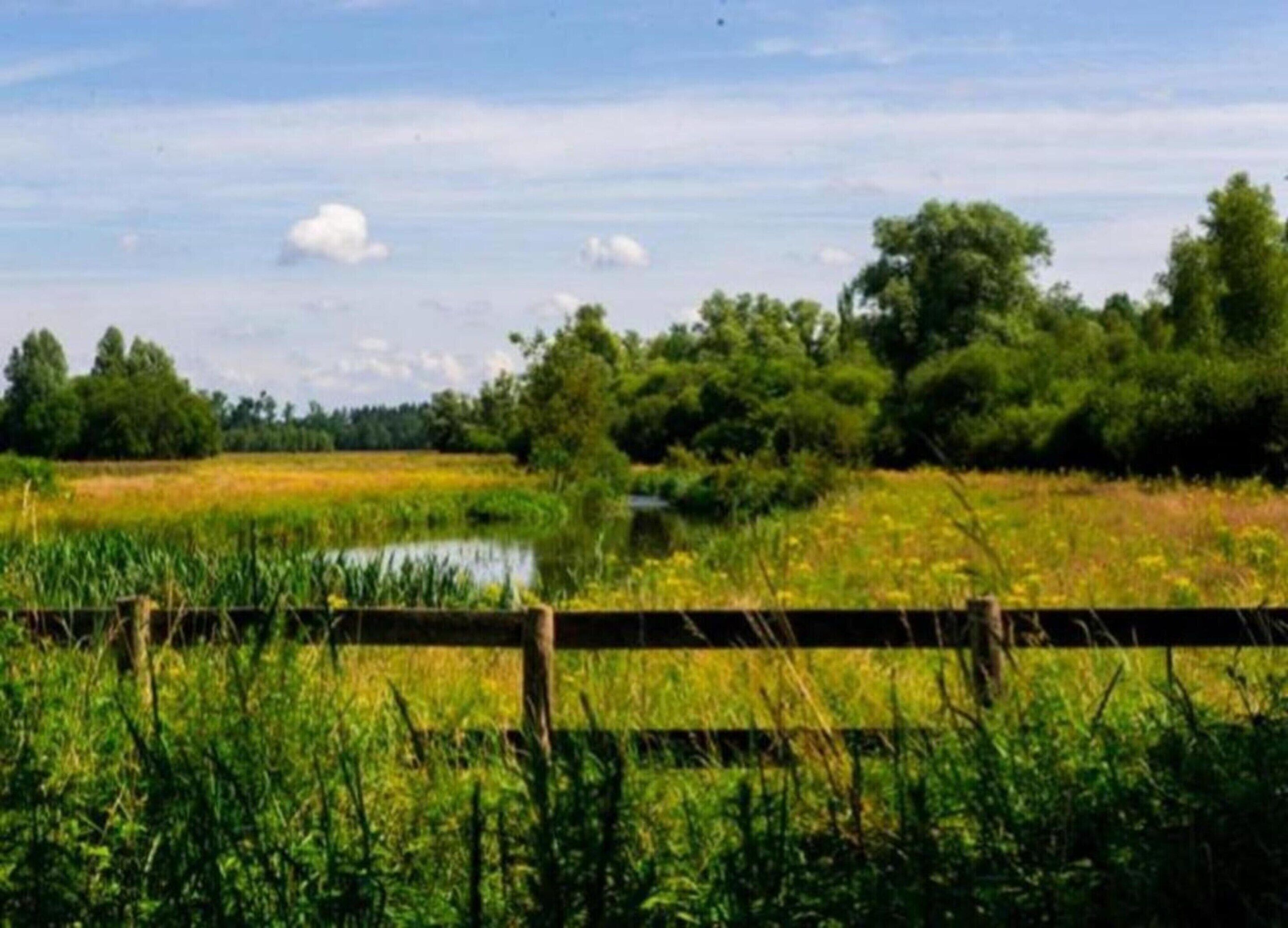 Un paysage naturel comprenant une étendue d’eau, des arbres et une clôture en bois.