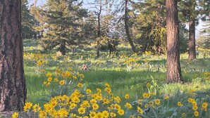 Un área boscosa con flores amarillas y árboles altos.