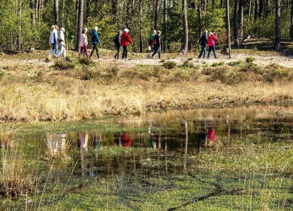 Un groupe de personnes marchant le long d’un sentier, au bord d’une étendue d’eau, dans une zone boisée.
