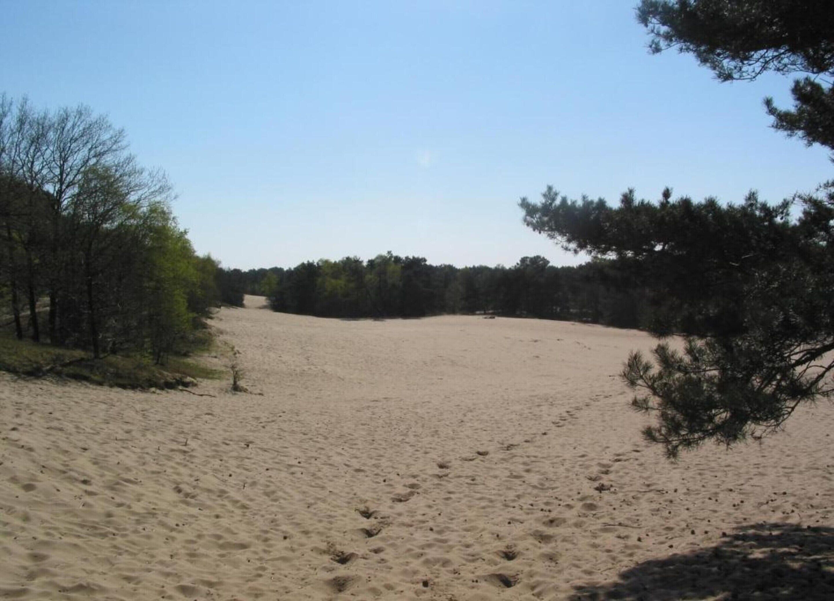 A sandy beach with footprints, surrounded by trees and clear skies.