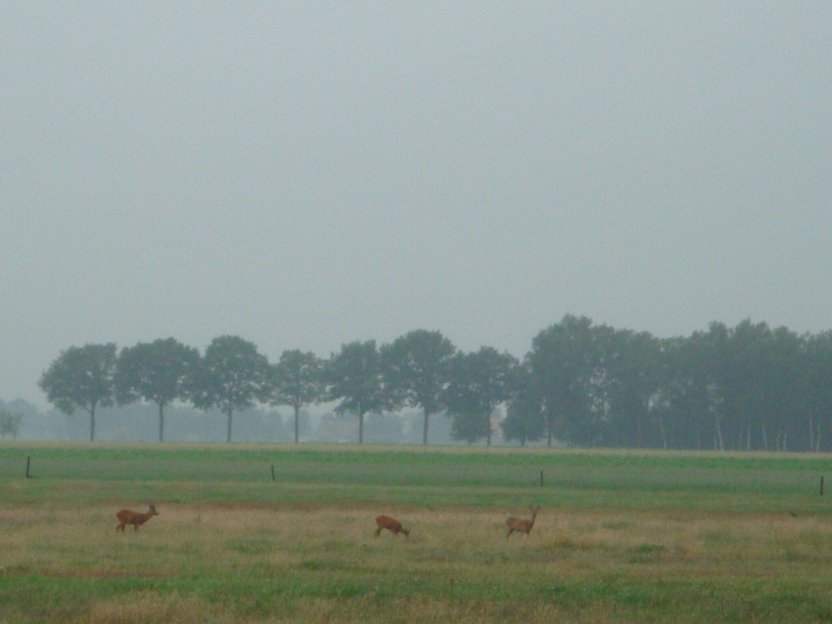 A field with three deer grazing.