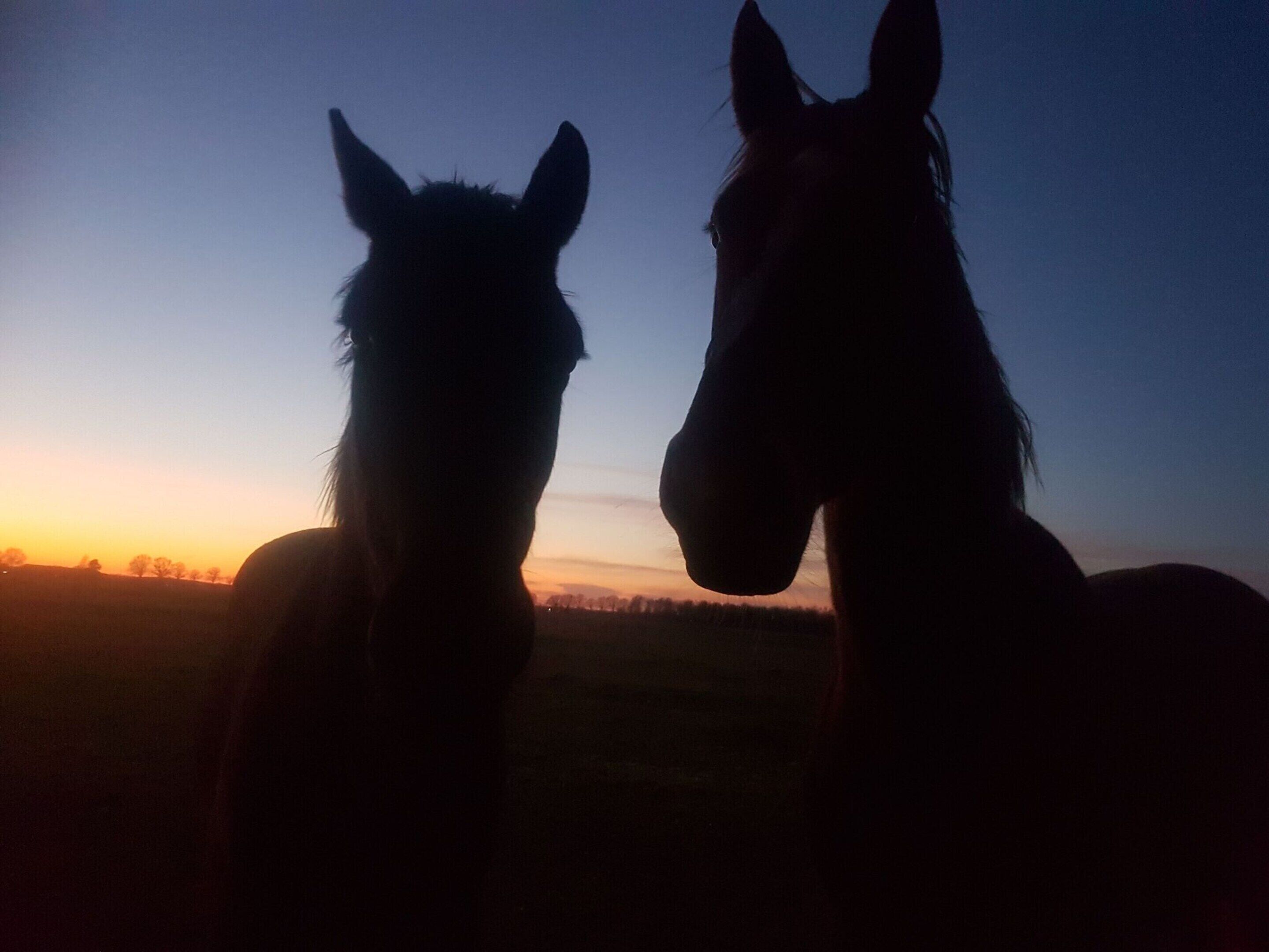 Deux chevaux se découpent en silhouette sur le ciel au coucher du soleil.