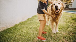 Un enfant caresse un grand chien dans un espace extérieur verdoyant, avec un mur blanc et un bâtiment en arrière-plan.