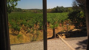 Un vignoble avec des rangées de vignes et un chemin de gravier.