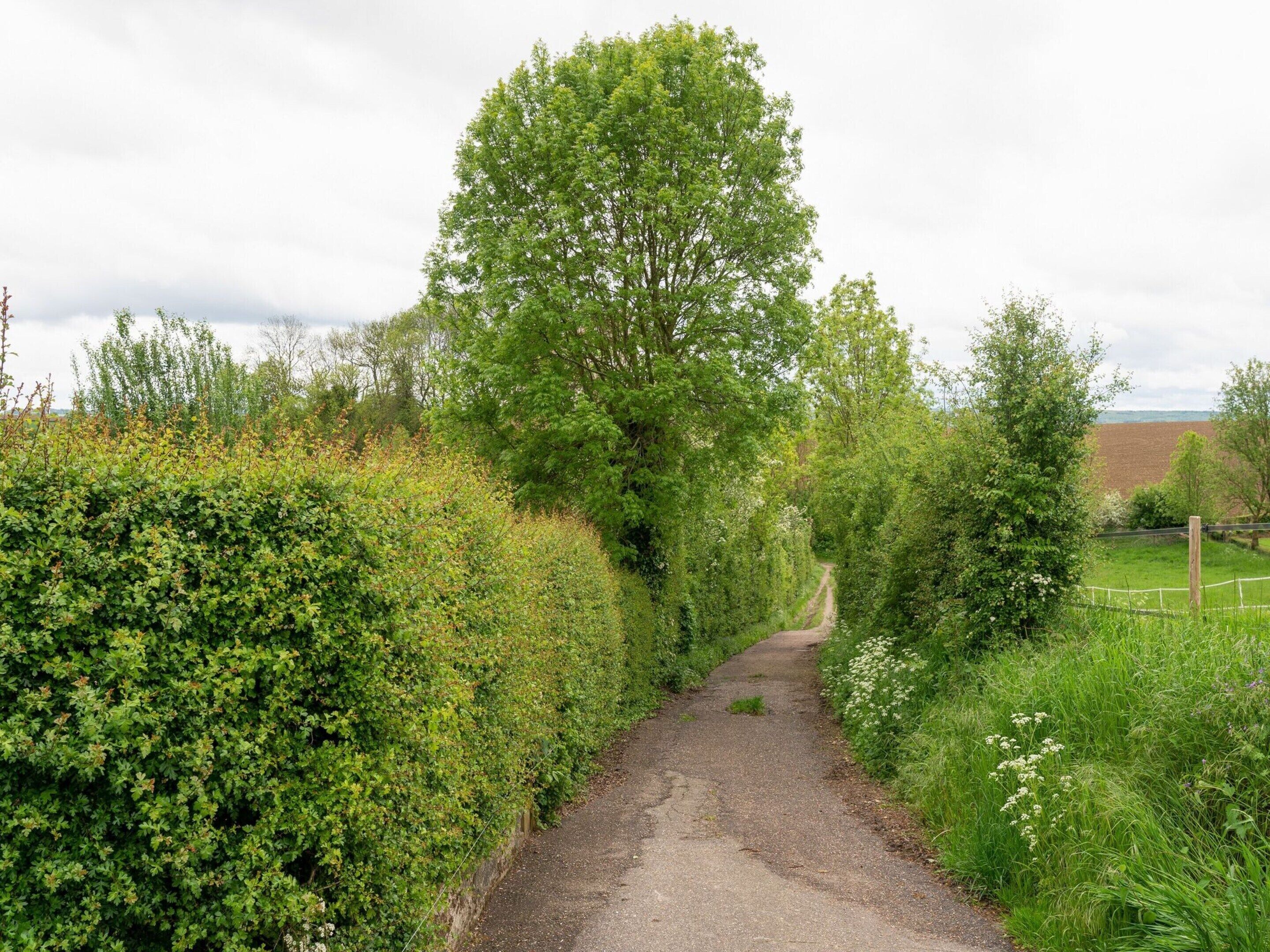 A narrow rural path flanked by dense hedges and trees, leading towards a distant field.