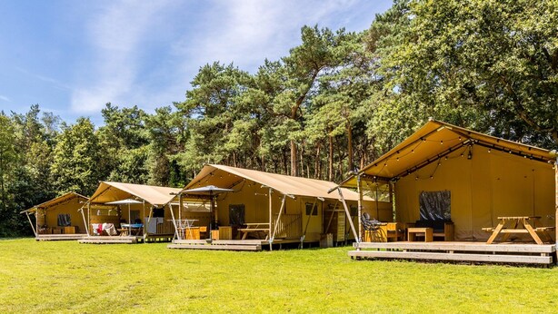 A row of camping tents with attached wooden decks, surrounded by a grassy field and dense trees. - Safari Tent Near Biesbosch & Breda (Oosterhout)