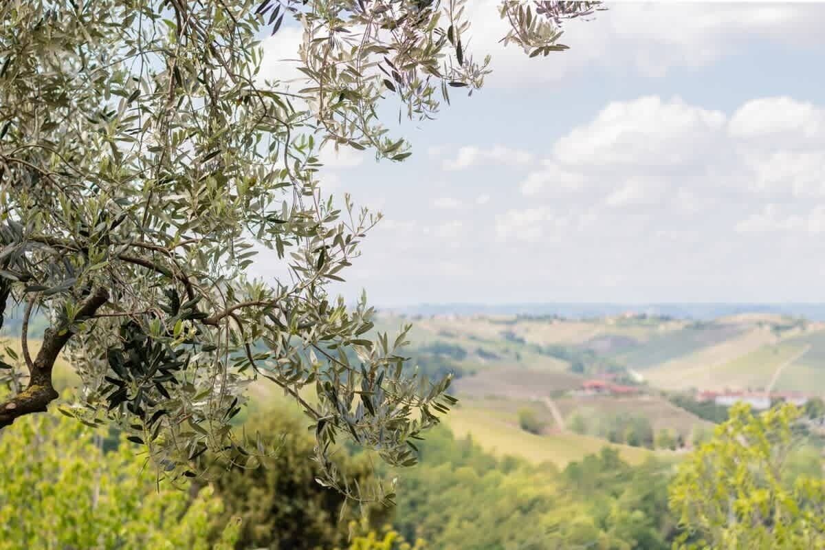A landscape with olive trees and rolling hills in the background.
