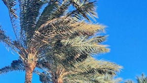 A sunny outdoor area with palm trees and a stone building. - Swisstouch Oriental Resort Marsa Alam - All inclusive (El Quseir)