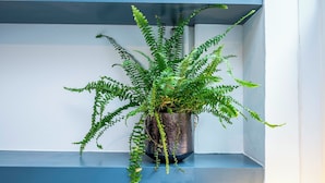 A potted fern plant on a blue shelf against a white wall. - Stylish 1 Bedroom Flat - Sleeps 4 (London)