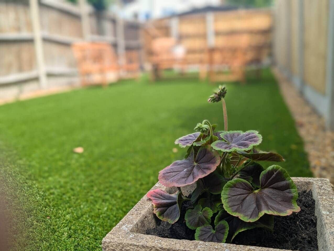 Un jardín con un cantero que contiene una planta de hojas moradas.