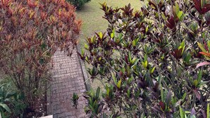 A garden with various plants and trees, a paved walkway, and a brick path. - Dafrican BnB  (Kigali)