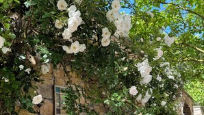 Detalle exterior