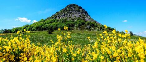 Une montagne surmontée d’une forêt verdoyante et luxuriante, entourée d’un champ de fleurs jaunes.
