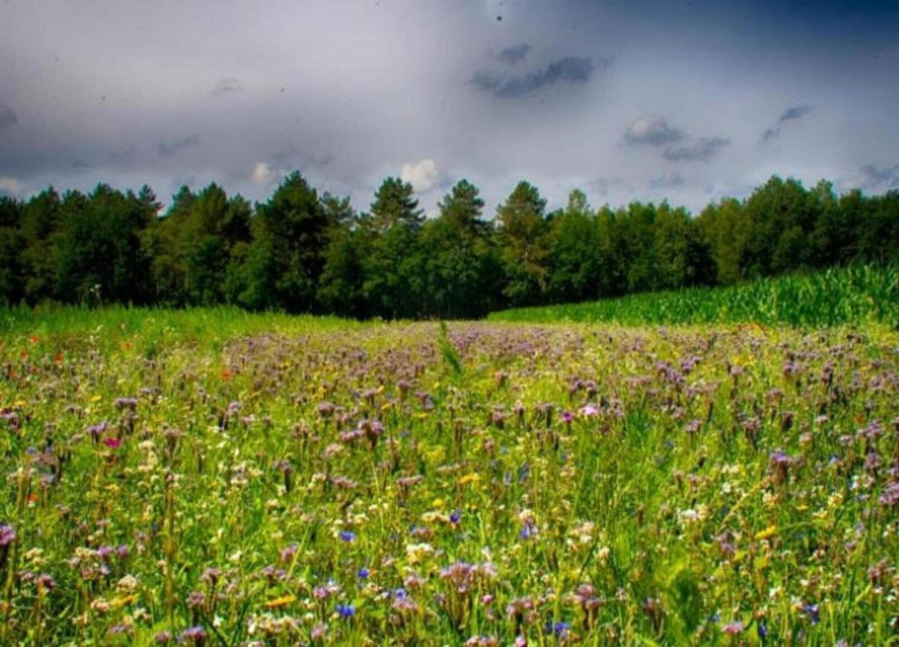 Un campo de flores silvestres con un bosque al fondo bajo un cielo nublado.