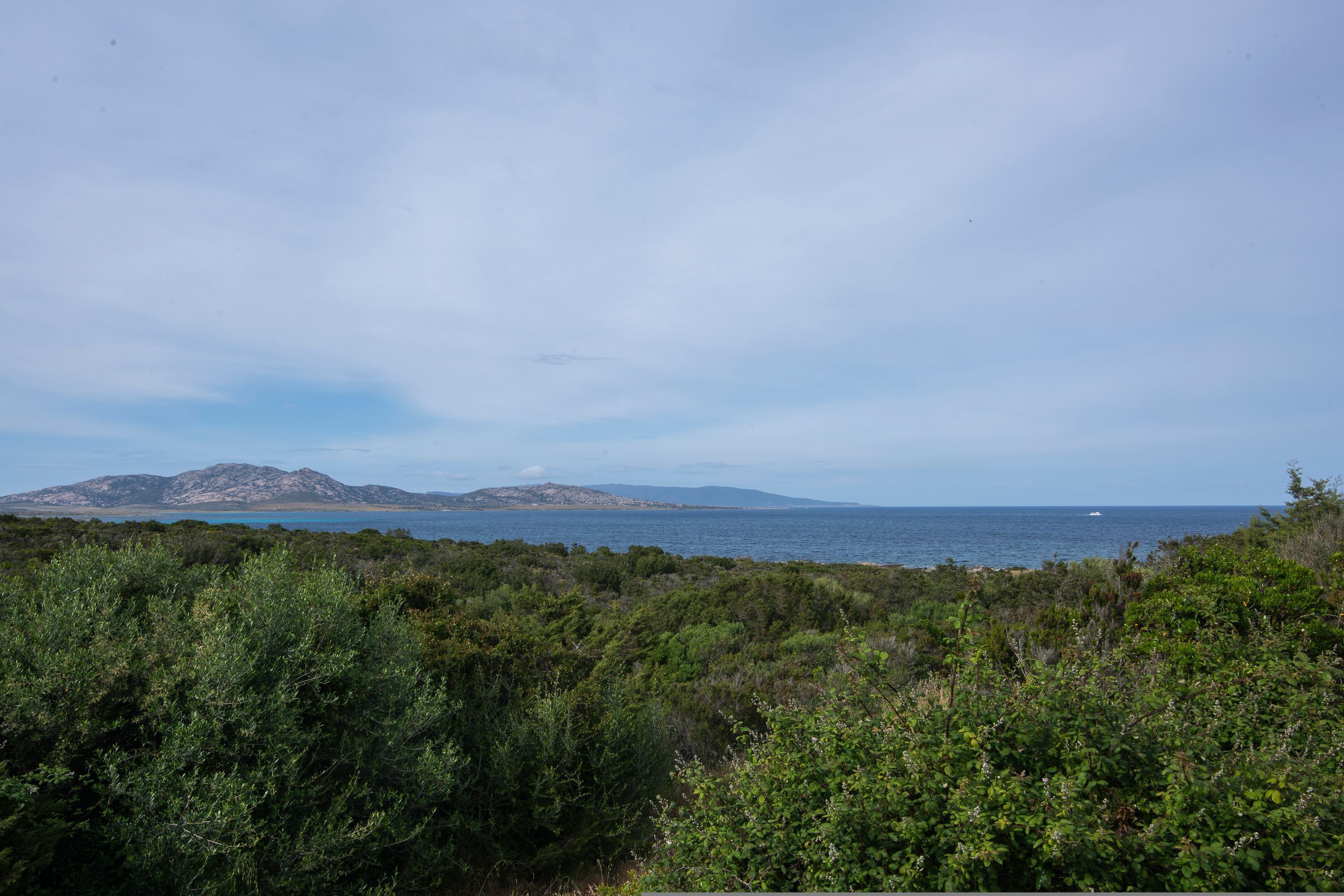 A coastal landscape with dense shrubbery in the foreground and a view of the sea and distant mountains.