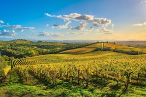 A vineyard with rows of grapevines under a clear sky. - Casale Al Sole Tra Le Vecchie Vigne 6 (Radda in Chianti)