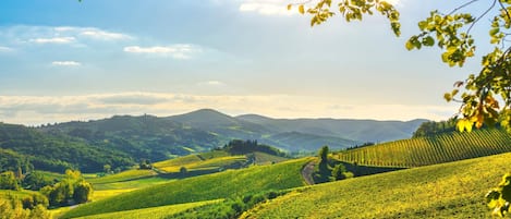 A vineyard landscape with rolling hills and rows of grapevines.