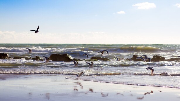 A beach with waves and birds flying. - Casa Smeralda a 200 mt Dal Mare (Augusta)