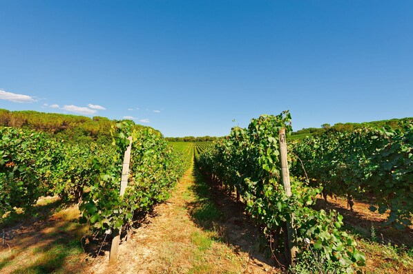 A vineyard with rows of grapevines and a clear blue sky. - Palagio 14 in Chianti With Shared Pool (Rignano sull'Arno)