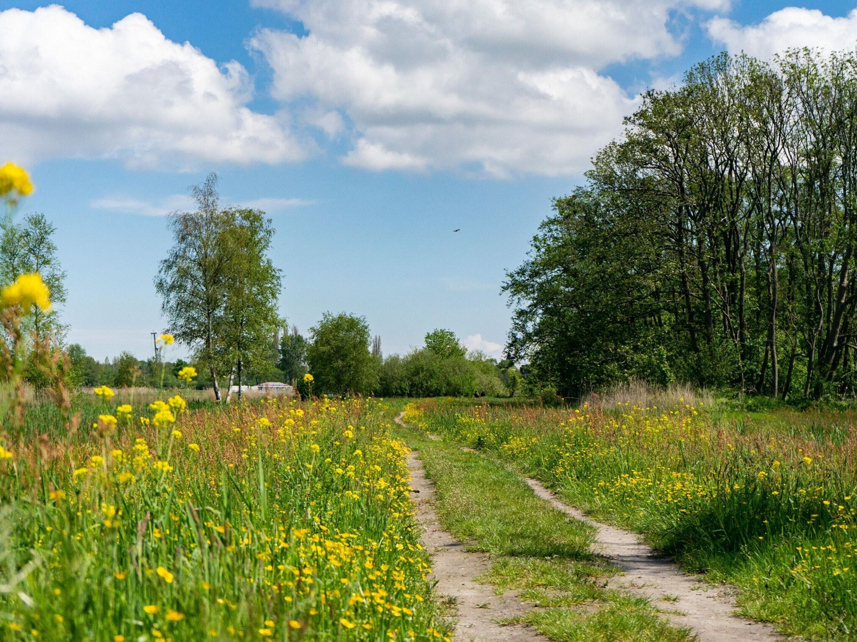 Een onverhard pad door een veld met gele bloemen, met bomen aan weerszijden.