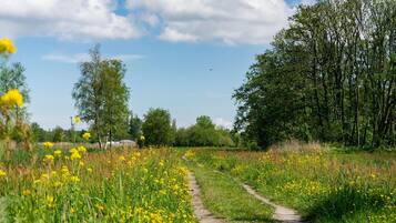 Een onverhard pad door een veld met gele bloemen, met bomen aan weerszijden.