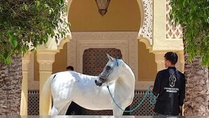 Una estatua de un caballo blanco con correa azul frente a un edificio con arcos decorativos y un muro de azulejos.