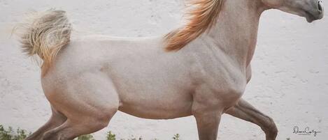 Une maquette de cheval en mouvement sur un chemin de terre, avec un mur blanc et un feuillage verdoyant en arrière-plan.