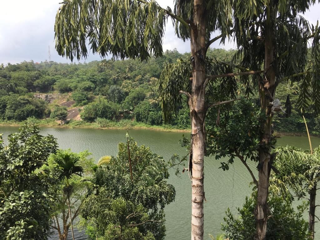 A natural landscape with a body of water, dense greenery, and a prominent tree in the foreground.