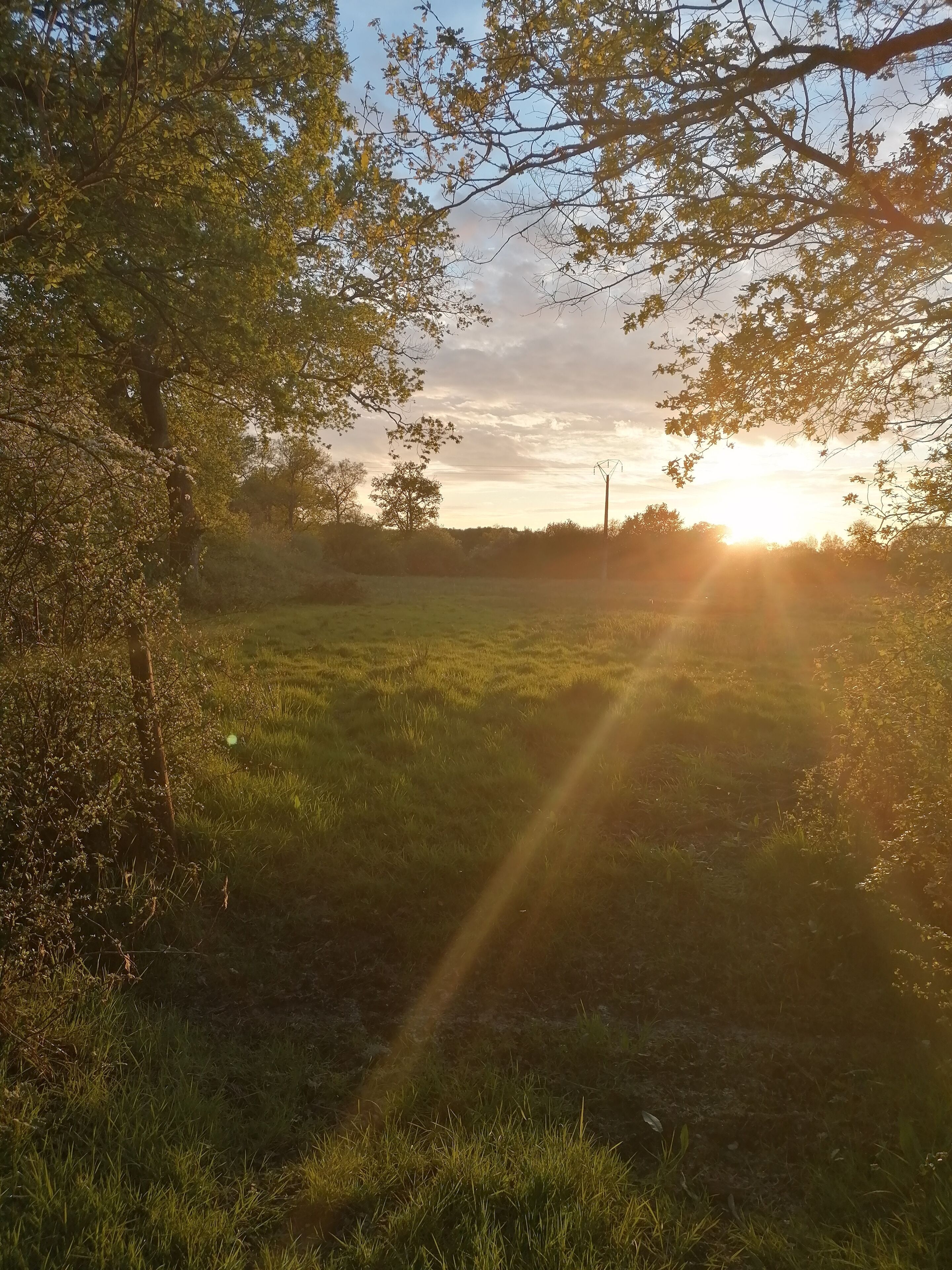 Um campo gramado com árvores e um pôr do sol ao fundo.
