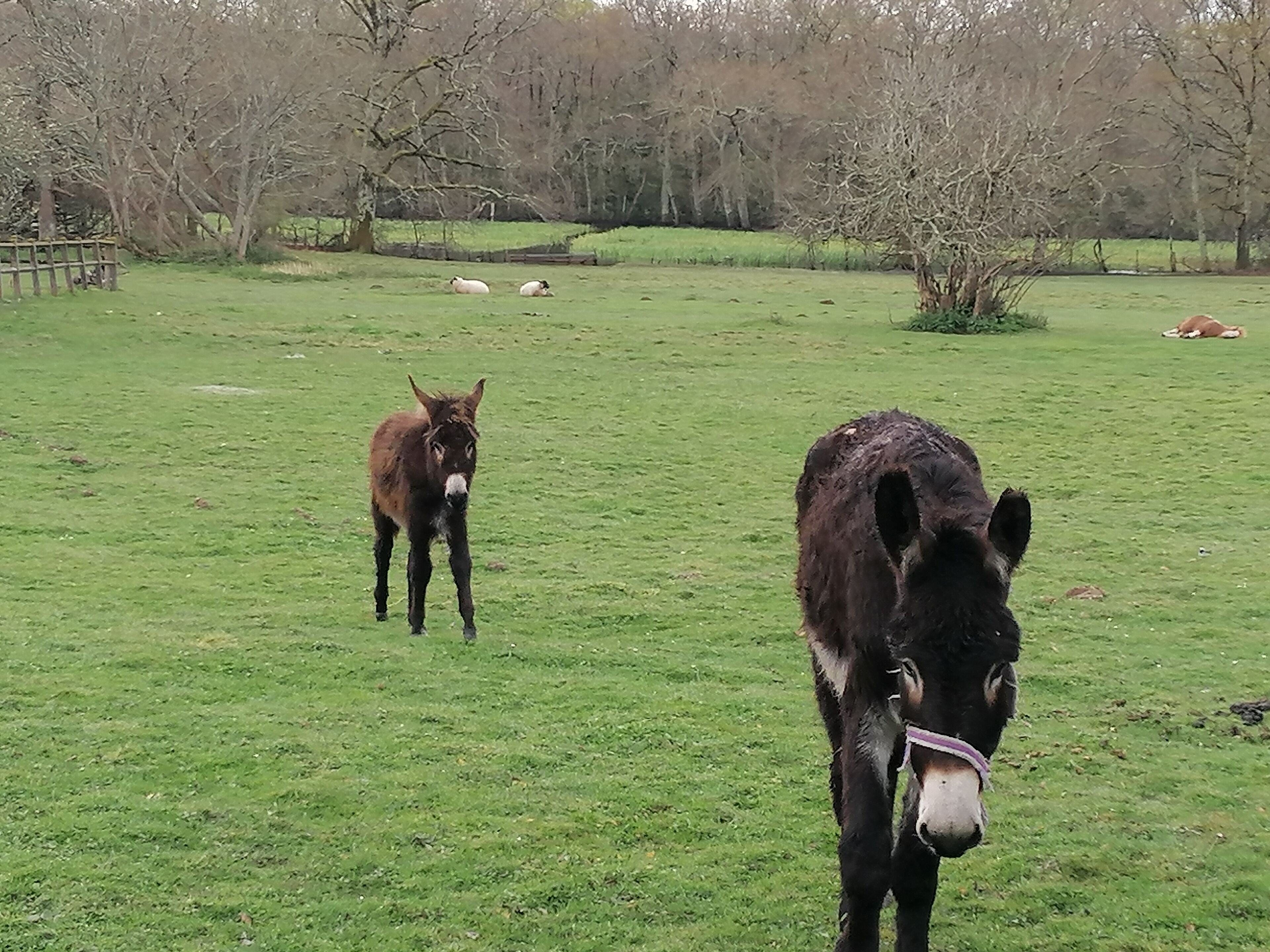 A grassy field with two donkeys and a wooden structure in the background.