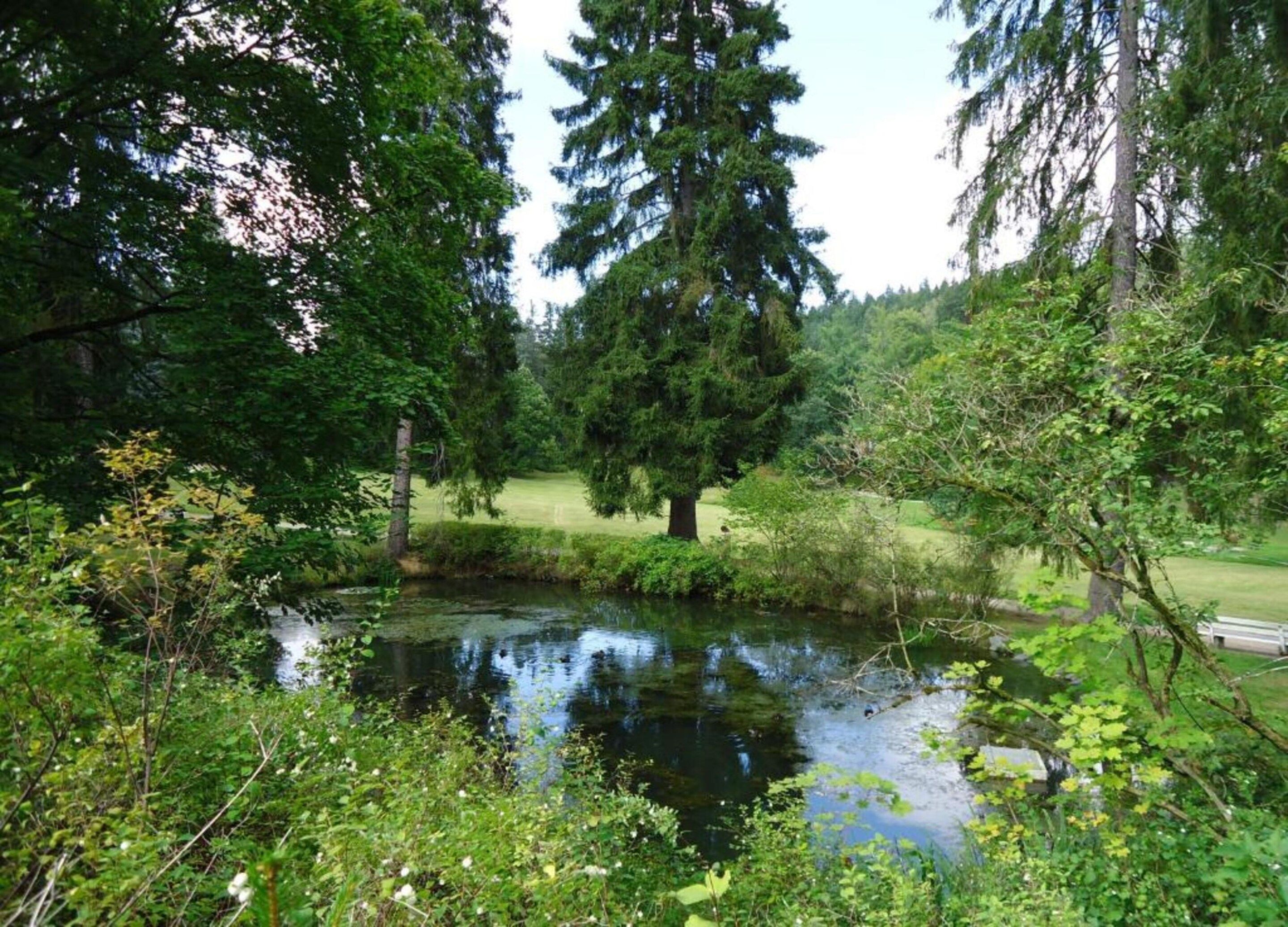 A serene pond surrounded by dense greenery and tall trees.