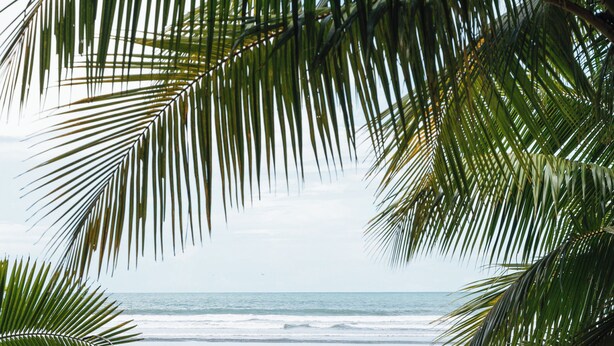 A beach with palm trees and a view of the ocean.