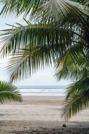 A beach with palm trees and a view of the ocean. - Cedrela Beach Villas (Bahía Ballena)