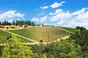A vineyard with rows of grapevines and a building in the background. - Palagio 23 in Chianti With Shared Pool (Rignano sull'Arno)