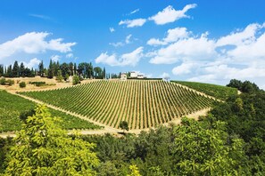 Un vignoble avec des rangées de vignes et un bâtiment en arrière-plan.