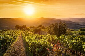 Un vignoble avec des rangées de vignes et un sentier qui les traverse.