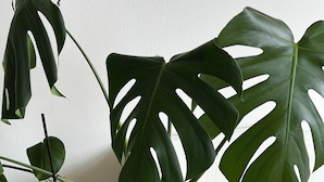 A potted Monstera plant on a small table next to a framed quote. - Apartment Emilio - Small apartment with great lake and alpine views (Überlingen)