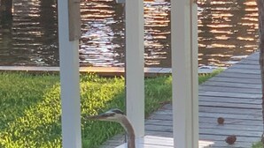Un ave parada sobre la hierba cerca de una estructura de madera.