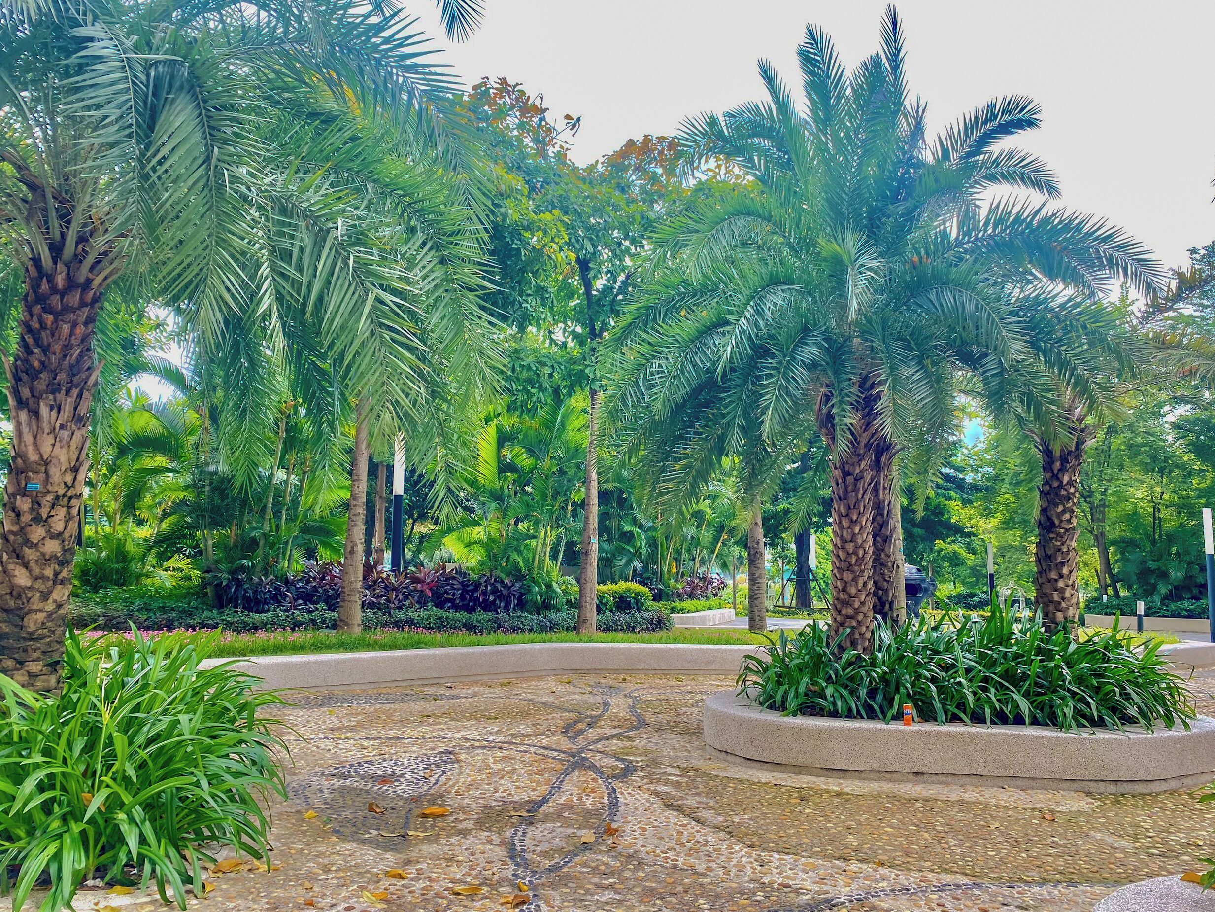 A landscaped garden with palm trees and a circular stone pathway.