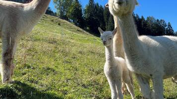 1 chambre, bureau, Wi-Fi gratuit, draps fournis