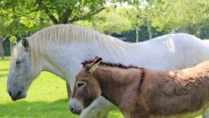Two horses in a grassy field with trees in the background. - Charming house in Monnai, pets allowed, garden and terrace (La Ferté-en-Ouche)