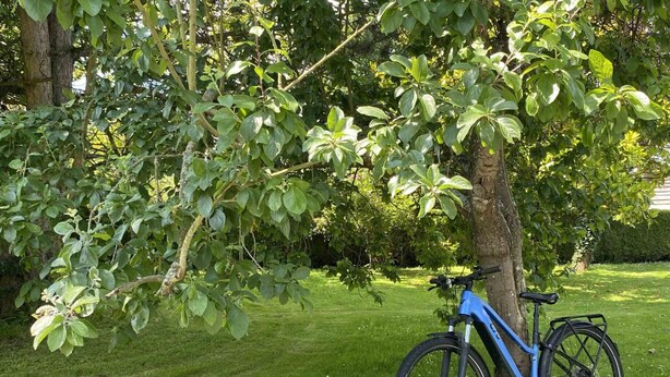 A bicycle parked under a tree in a grassy area. - Charming house in Monnai, pets allowed, garden and terrace (La Ferté-en-Ouche)