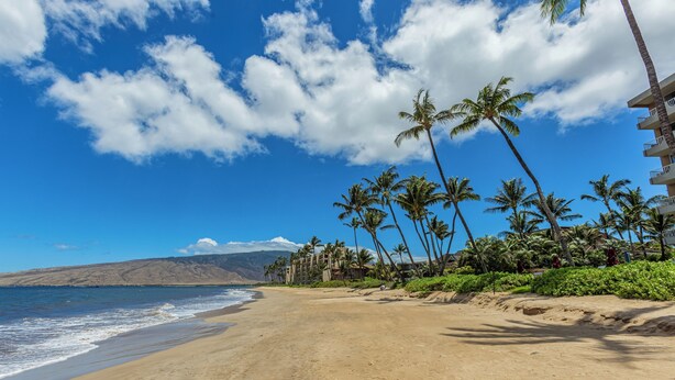 Una playa con palmeras y cielo despejado.