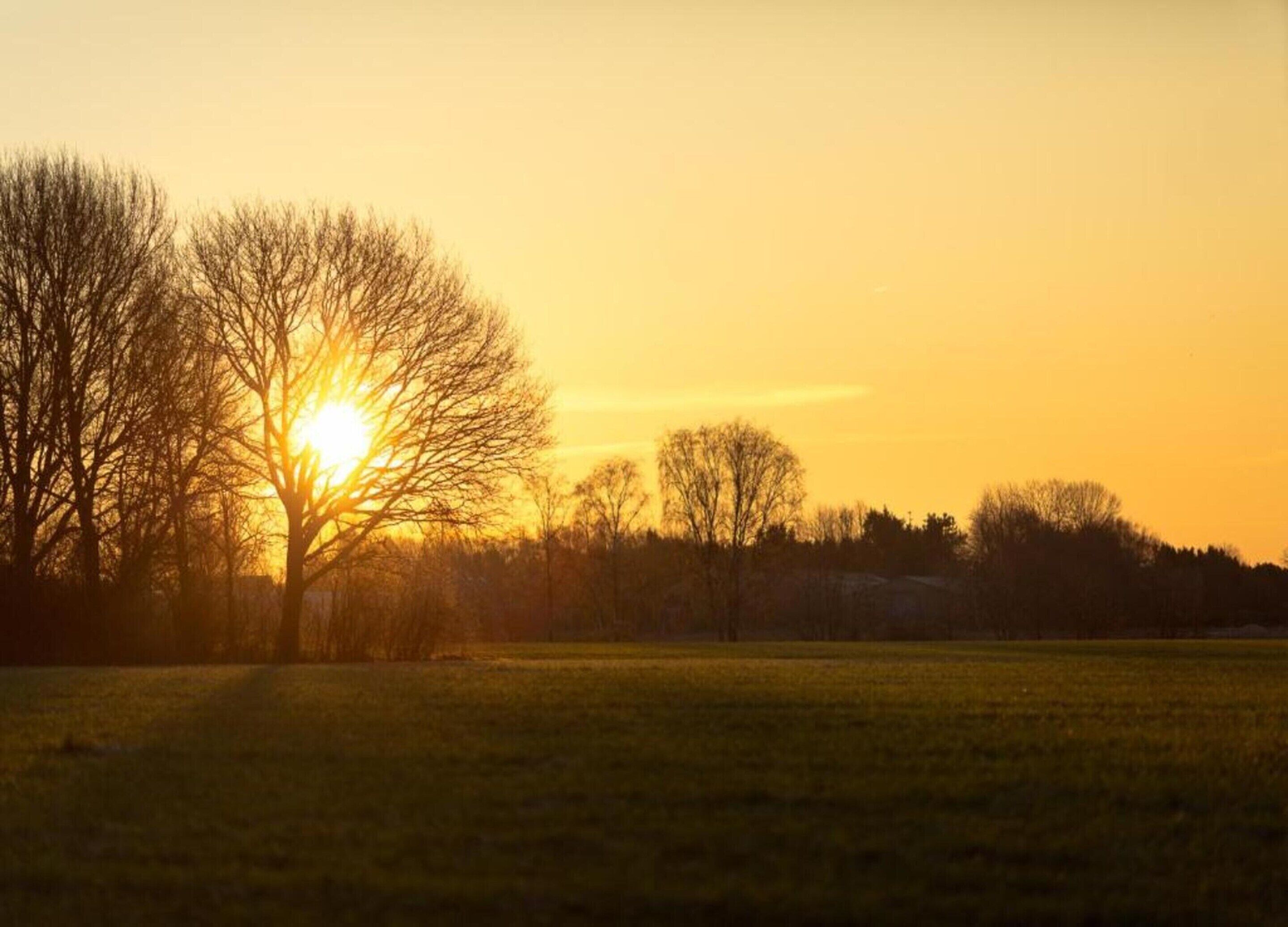 Un coucher de soleil sur un champ herbeux, avec des arbres se détachant en silhouette sur le ciel.