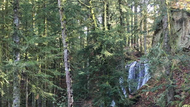 A forested area with a wooden bridge leading to a waterfall.
