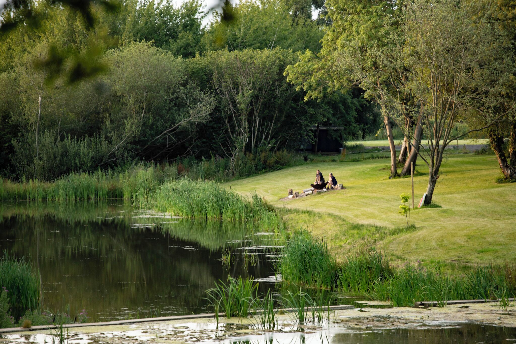 A serene lakeside setting with a grassy area and trees.